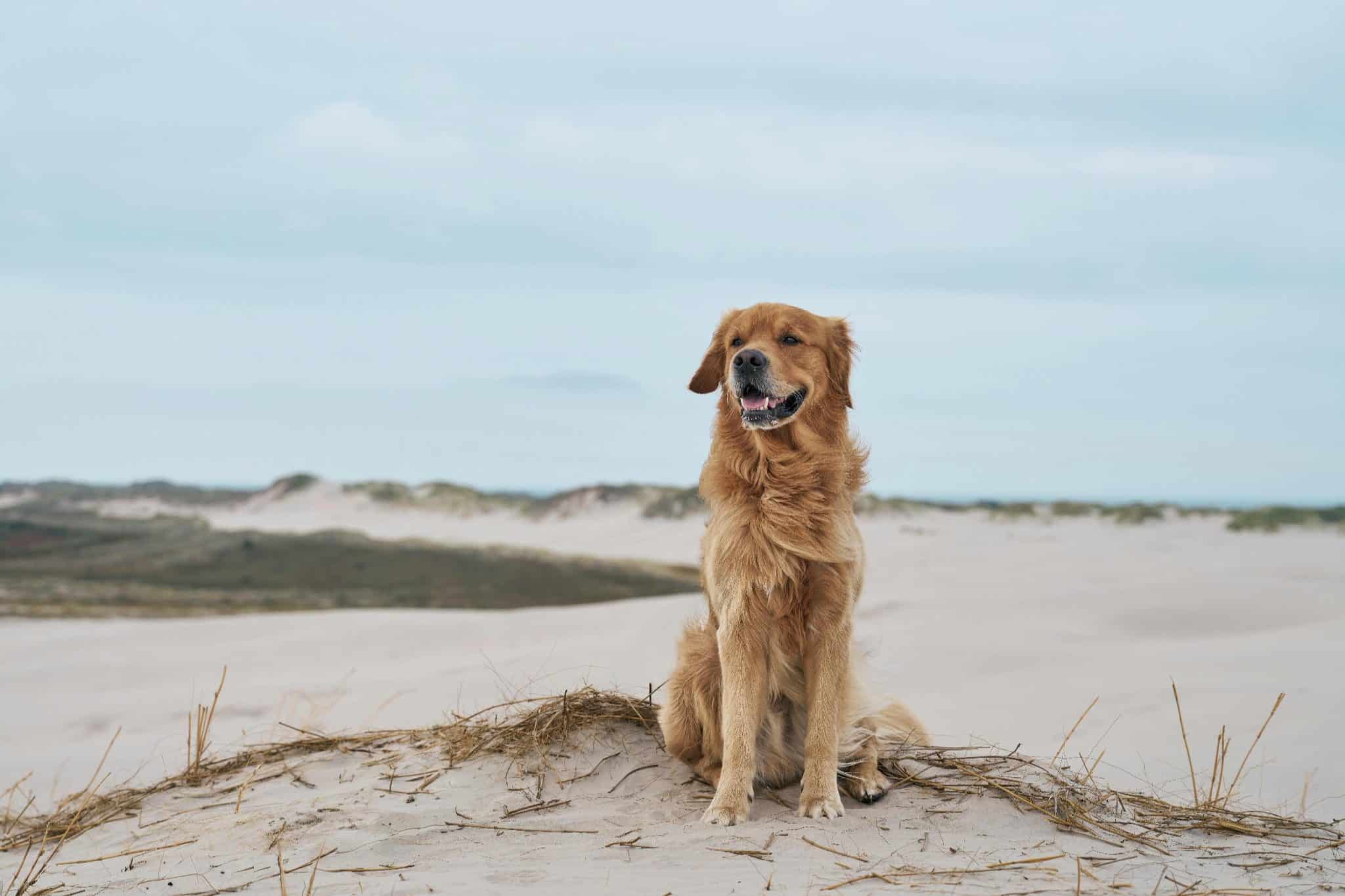Golden retriever sitting on sandy dunes at the beach under cloudy sky